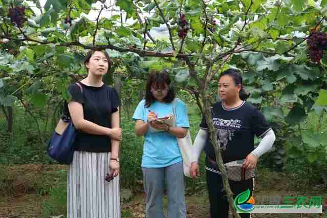 长江师范学院管理学院市场营销**老师深入果蔬葡萄园指导暑期“三下乡”社会实践